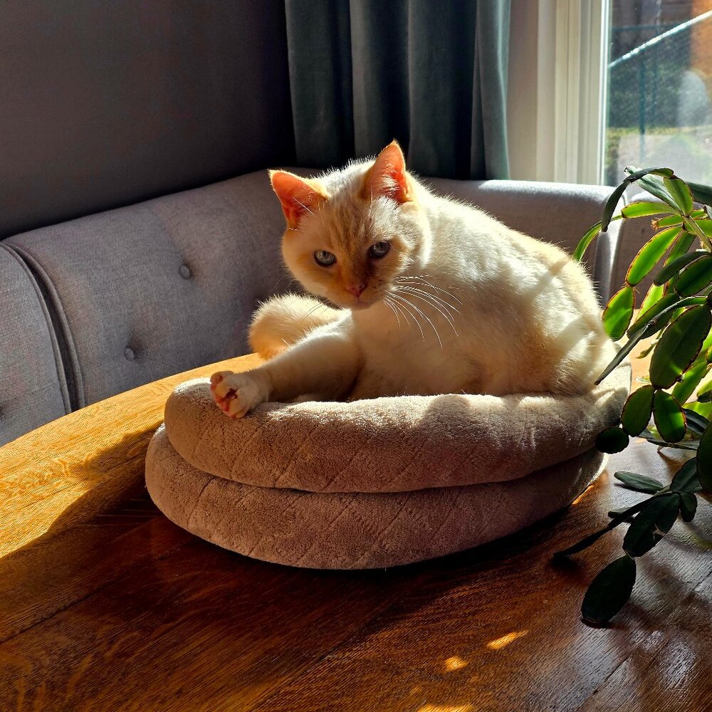 Meet your Posher, Rhonda